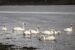 8-Cygne de Bewick | Cygnus columbianus bewickii | Bewick’s Swan